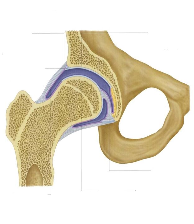 articulation sectionnelle de la hanche